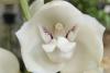 A gardener’s guide to 5 orchids that mimic animals, insects and even a naked man
