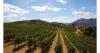 Greek vineyards look toward a promising harvest
