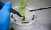 ICRISAT secures CRISPR-Cas9 access to boost climate-resilient crops