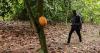 Ghana moves to jail farmers who repurpose cocoa land without approval