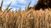 East Surrey farm seeks permission to build irrigation pond amid climate change threat