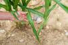 Climate Change Threatens Crop Nutrition