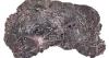 A fossilized wood reveals 300 million years of Europe