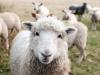 U.S. Sheep Industry Outlook Remains Positive Despite Drought Challenges