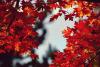 Fall In Northern Illinois: What Weather Experts Are Predicting