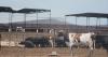 Just like you, Kansas dairy cows need to beat the summer heat to stay productive
