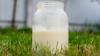 Raw milk puts 2 people in the hospital in Louisiana. Is raw milk legal?
