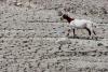 Cyprus ranks second in EU for land under desertification conditions