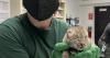 Minnesota Zoo welcomes three Canada lynx kittens