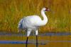 See All 15 Species of the World’s Cranes—Without Leaving the Midwest