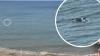 Photographer captures possible orca sighting off Saltburn coast