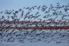 More geese are coming to Denver as it gets warmer. Should wildlife experts do something about it?