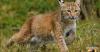 Injured bobcat rehabbed at Raven Ridge Wildlife Center in Manor Twp. released back into the wild