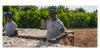 Grow food. Create jobs. Africa's agribusiness moment is now.