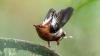 The Only Bird That Turned Its Skeleton into a Musical Instrument