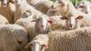 U.S. Sheep Producers Support Lamb Import Investigation