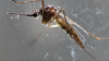 Public Health says risk of West Nile Virus in Gibraltar 'low'