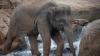 Oklahoma City Zoo announces pregnancy of endangered Asian elephant