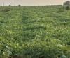 Texas watermelons enjoy sweet season despite localized challenges