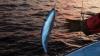 Invasive species thrive in warming Mediterranean Sea