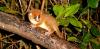 Invasive rats are stopping small mammals from returning to Madagascar’s regenerating forests – study