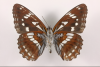 Warming Traps South Korea's Striped Red Butterfly Between Shrinking Forest and Summit