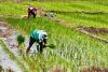 Farmer groups seek 30% safeguard duty on imported rice
