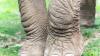 This Is Why Zoo Elephants Are Now Outliving Wild Ones