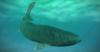 The Shark That Lives 300 Years, and Other Squaliformes Secrets