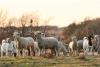Oregon Facility Detects Nation's First Case of Fatal Sheep Disease Scrapie Since 2021