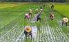 Farmers’ groups want 30% safeguard duty on rice imports