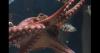World's first octopus farm not going ahead