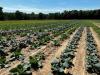 California Specialty Crop Block Grant Program Funding Priorities on State Board Agenda