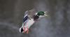 Maryland opens applications for Deal Island, Fairmount waterfowl hunting permits