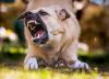 Michigan Ranks 9th for Animal-Related Deaths in New Study