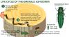 Granite Geek: Maybe ash trees aren’t doomed after all