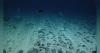 Executive Q&A: Long-time offshore official takes aim at the deep-sea mining market
