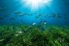 Greece’s Posidonia Seagrass Protection Project Enters New Phase