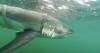 Scientists find great white sharks pushing further north more than ever