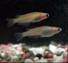 Scientists complete Japanese rice fish genome after two decades, unlocking hidden DNA