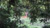 Wisconsin asks residents to report deer and game bird sightings
