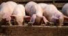 ABN exit from UK feed market raises questions for pig and poultry farmers