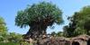 Disney Officially Changes Resort Transportation at Animal Kingdom