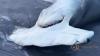 Why do dead hammerhead sharks keep washing up on Florida beaches?