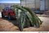 Government distributes palm fronds to fisherman for the lampuki season