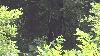 Bigfoot spotted in Connecticut? Researchers say sighting is credible