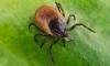 Three probable cases of rare tick-borne disease 'rabbit fever' detected in New York
