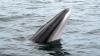 Whale of the Month: Minke Whale
