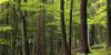 Help find Michigan’s biggest trees in statewide contest