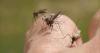 Why Minnesota is seeing fewer mosquitoes this summer